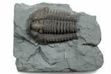 Bargain, Flexicalymene Trilobite - Mt Orab, Ohio #375246-1